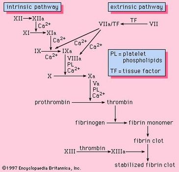 blood clotting cascade diagram