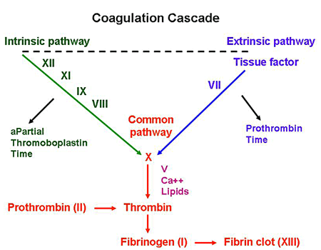 blood clotting cascade diagram