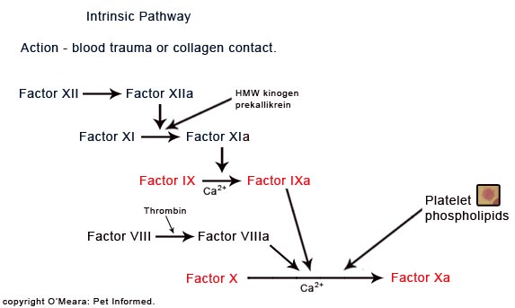 blood clotting cascade diagram