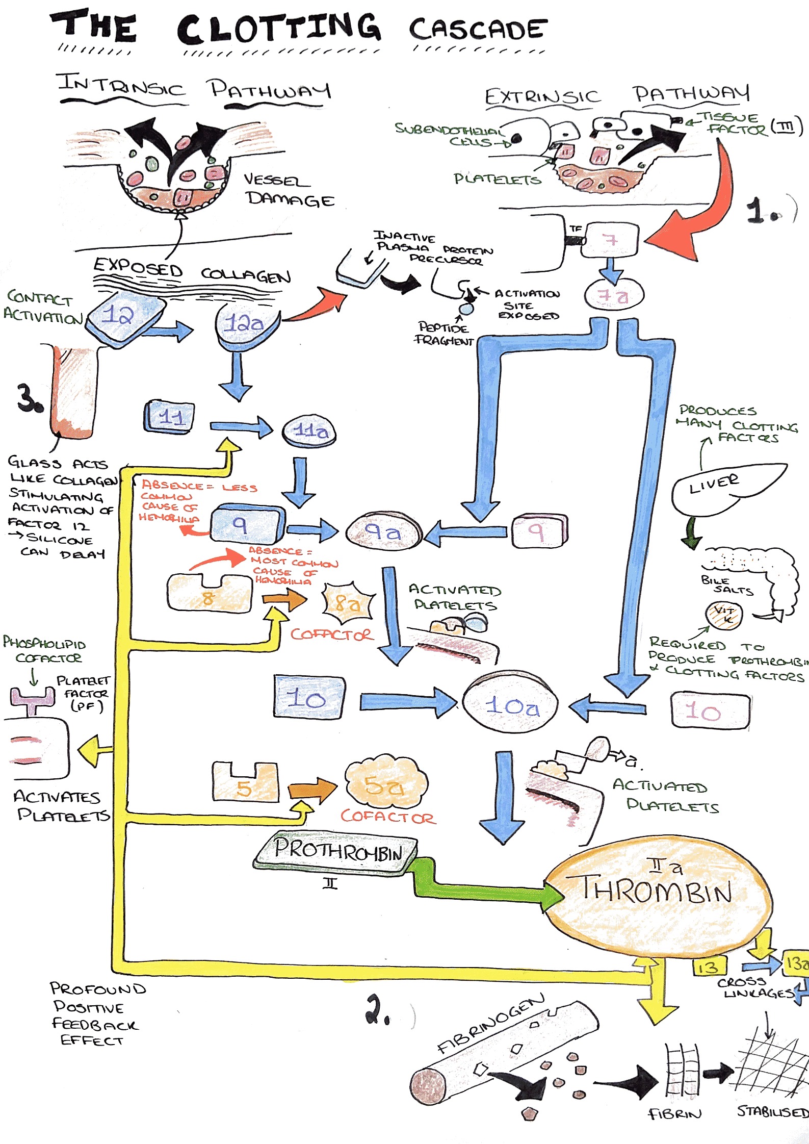 blood clotting cascade diagram