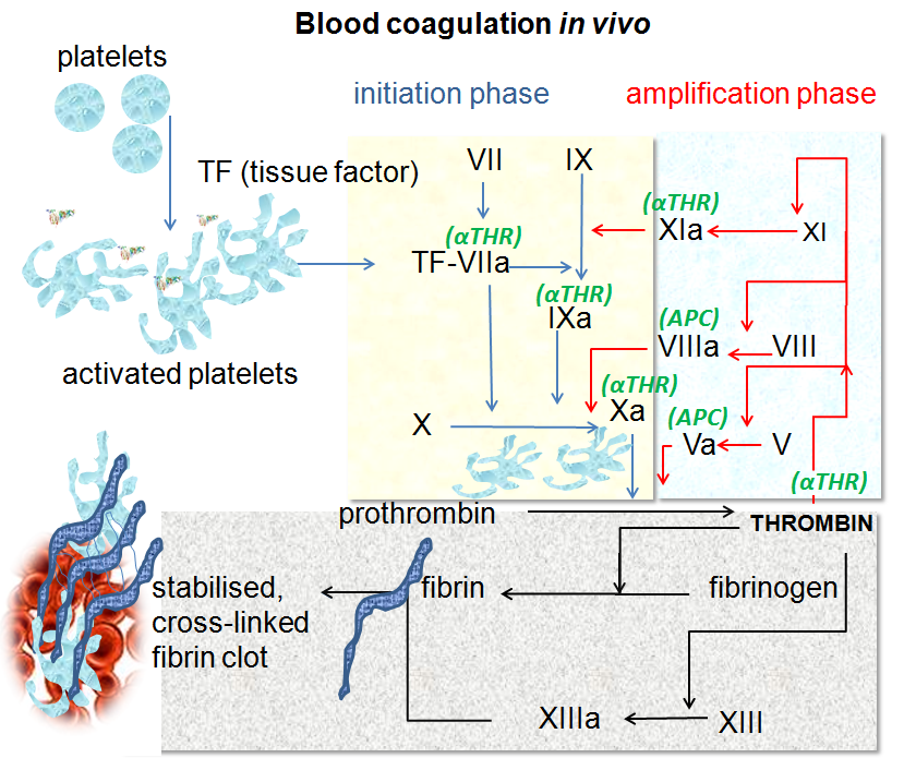 blood clotting cascade diagram