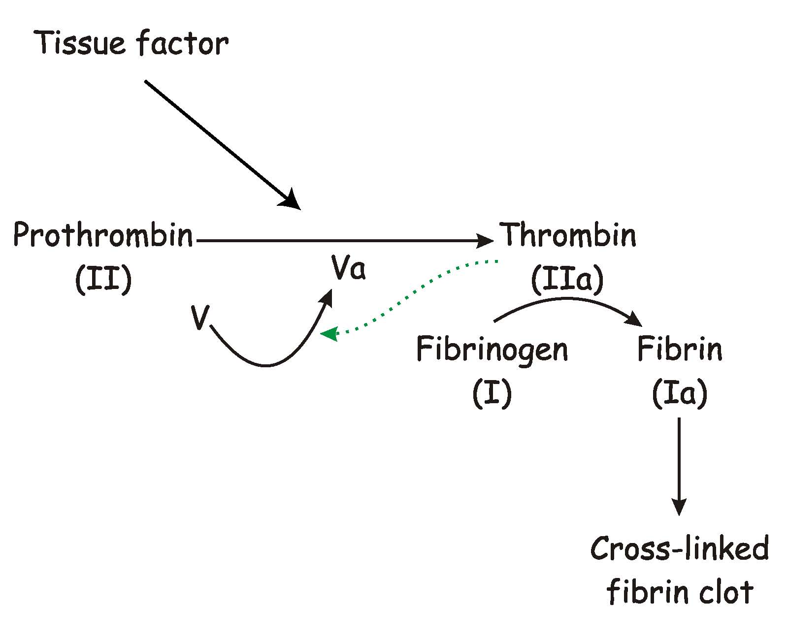 blood clotting cascade diagram