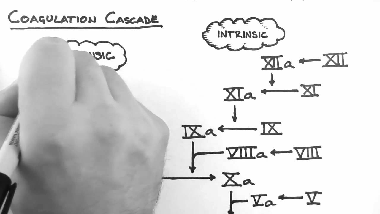 blood clotting cascade diagram