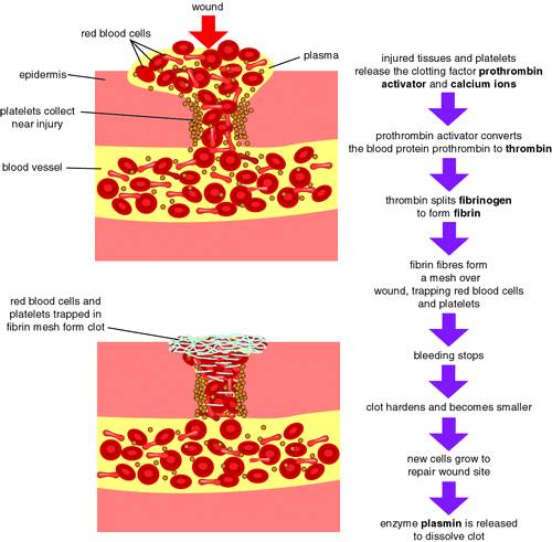 blood clotting cascade diagram