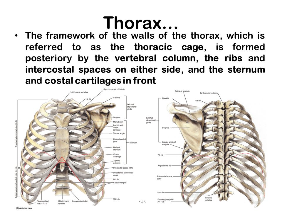 bony thorax diagram