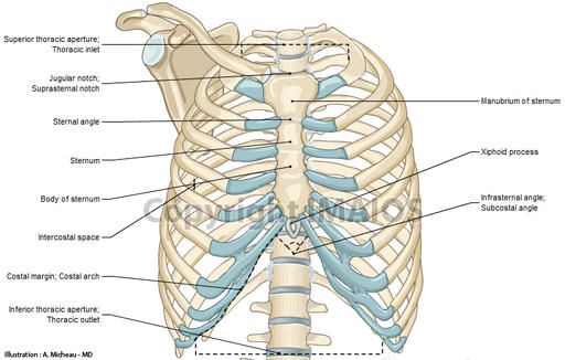 bony thorax diagram