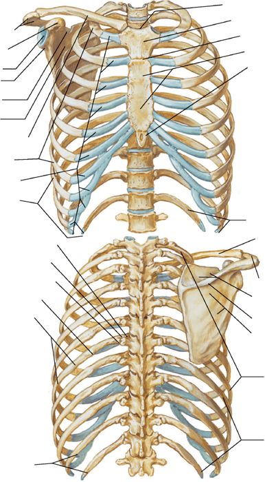 bony thorax diagram