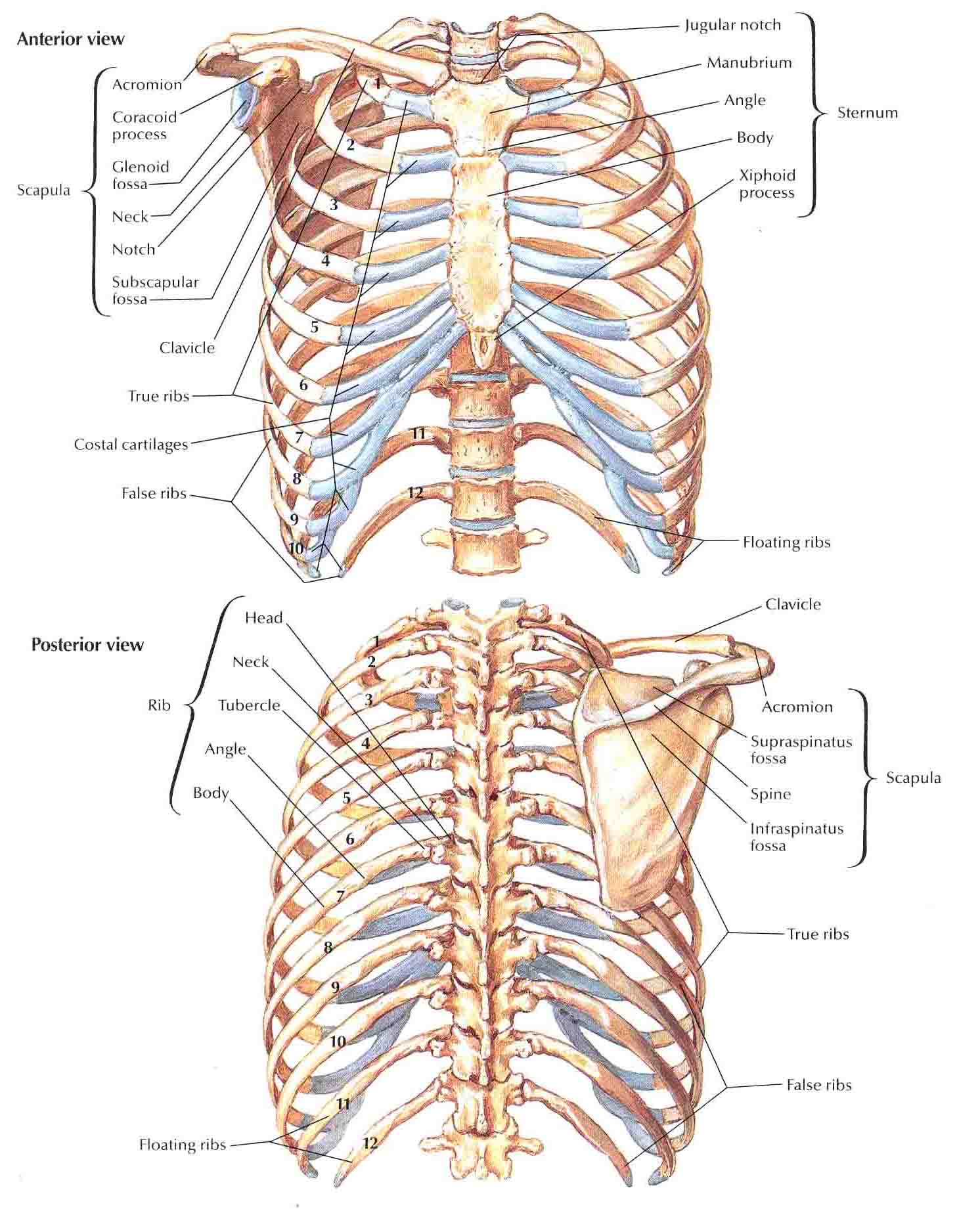 bony-thorax-diagram