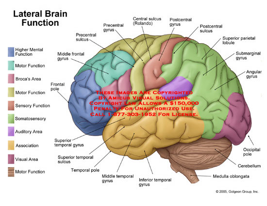 brain diagram brocas area