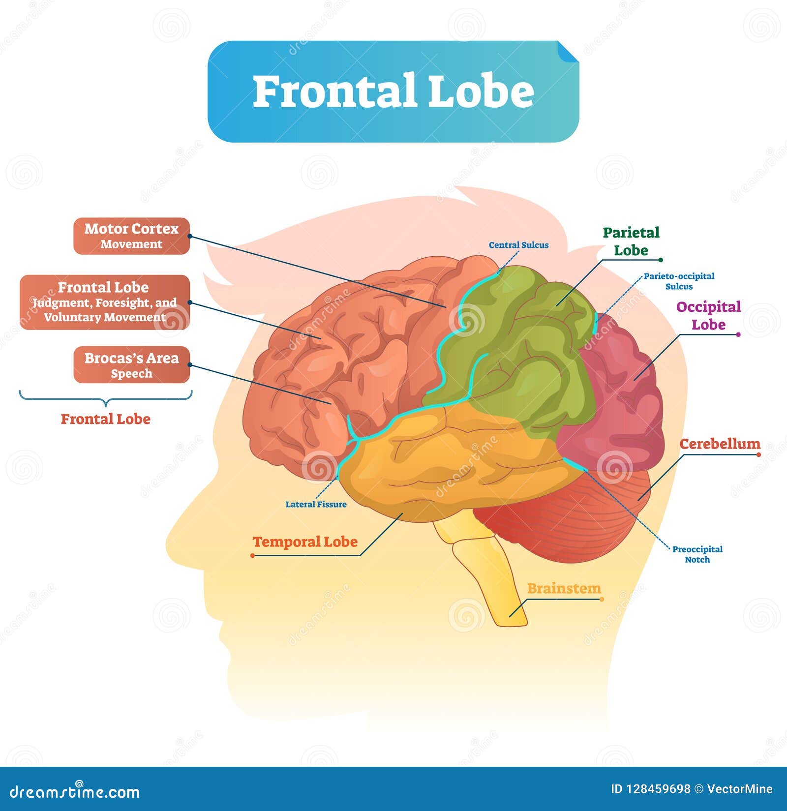 brain diagram brocas area