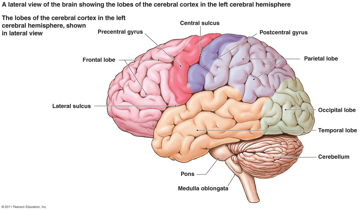 brain diagram brocas area
