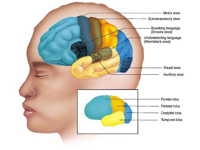 brain diagram brocas area