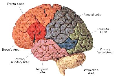 brain diagram brocas area