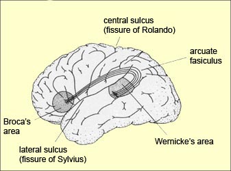 brain diagram brocas area