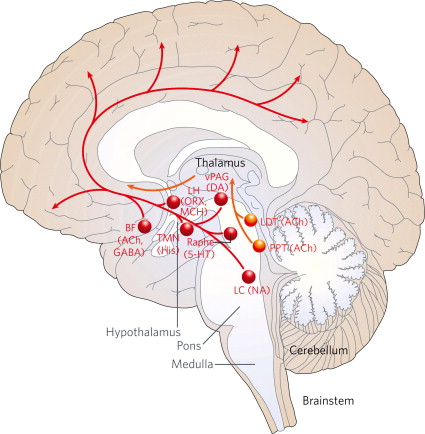 brain diagram reticular formation