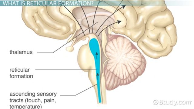 brain diagram reticular formation