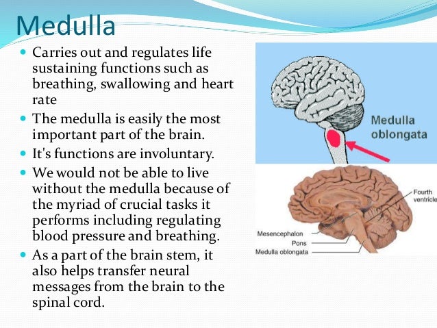 brain diagram reticular formation