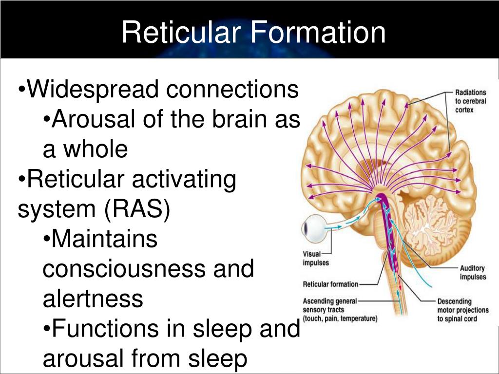 brain diagram reticular formation