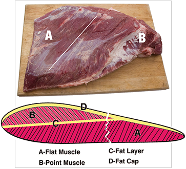 brisket flat and point diagram