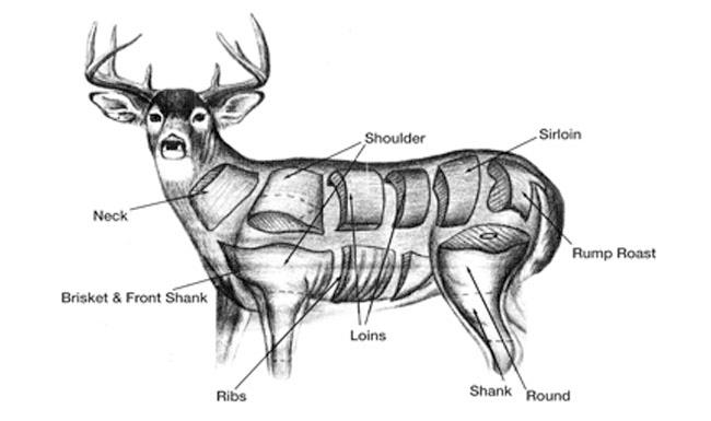 butchering elk diagram