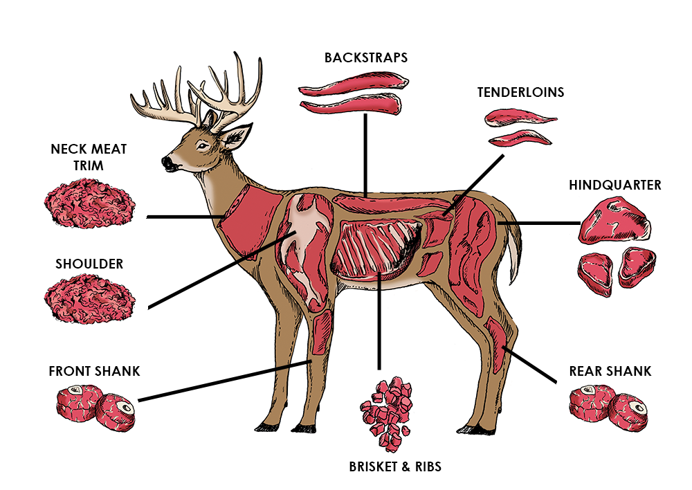 butchering elk diagram