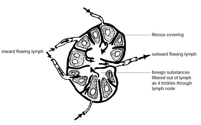 canine lymph nodes diagram