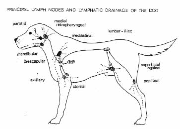 canine lymph nodes diagram