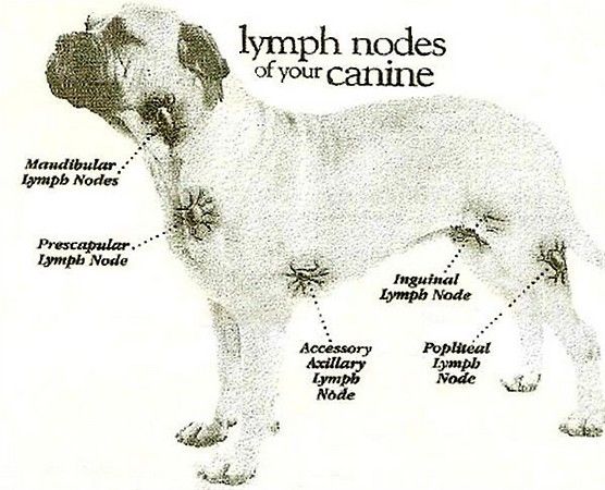canine lymph nodes diagram