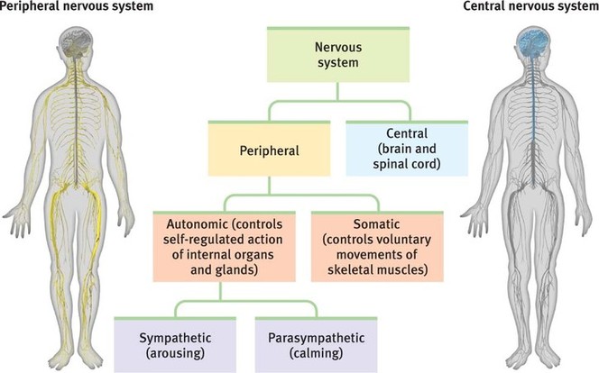 central nervous system vs peripheral nervous system venn diagram