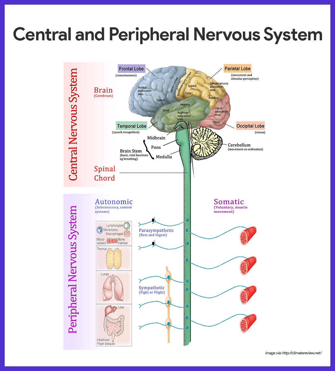 central nervous system vs peripheral nervous system venn diagram