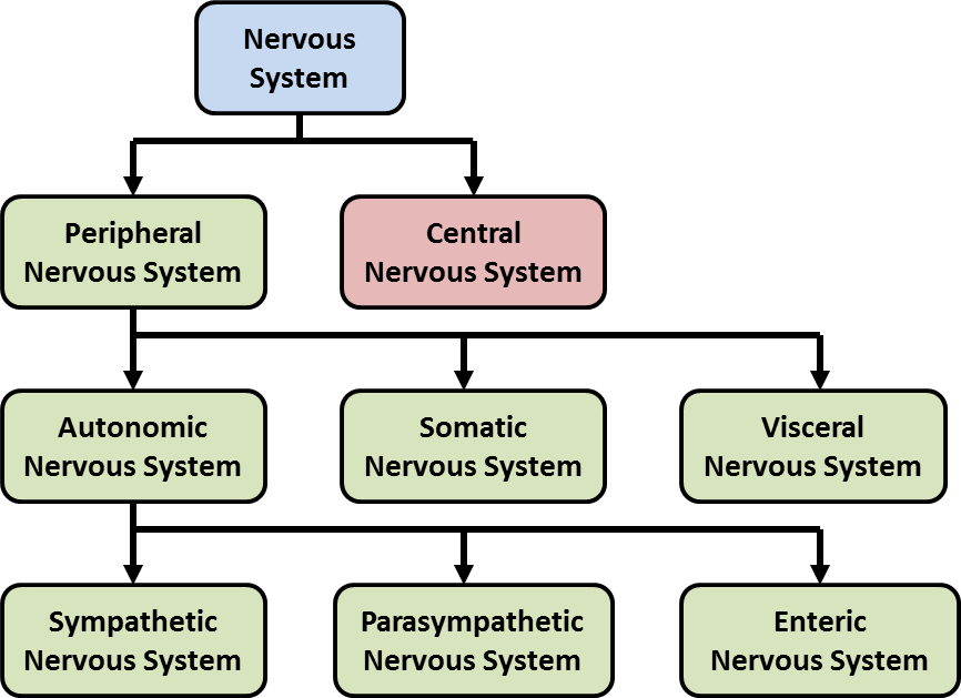 central nervous system vs peripheral nervous system venn diagram