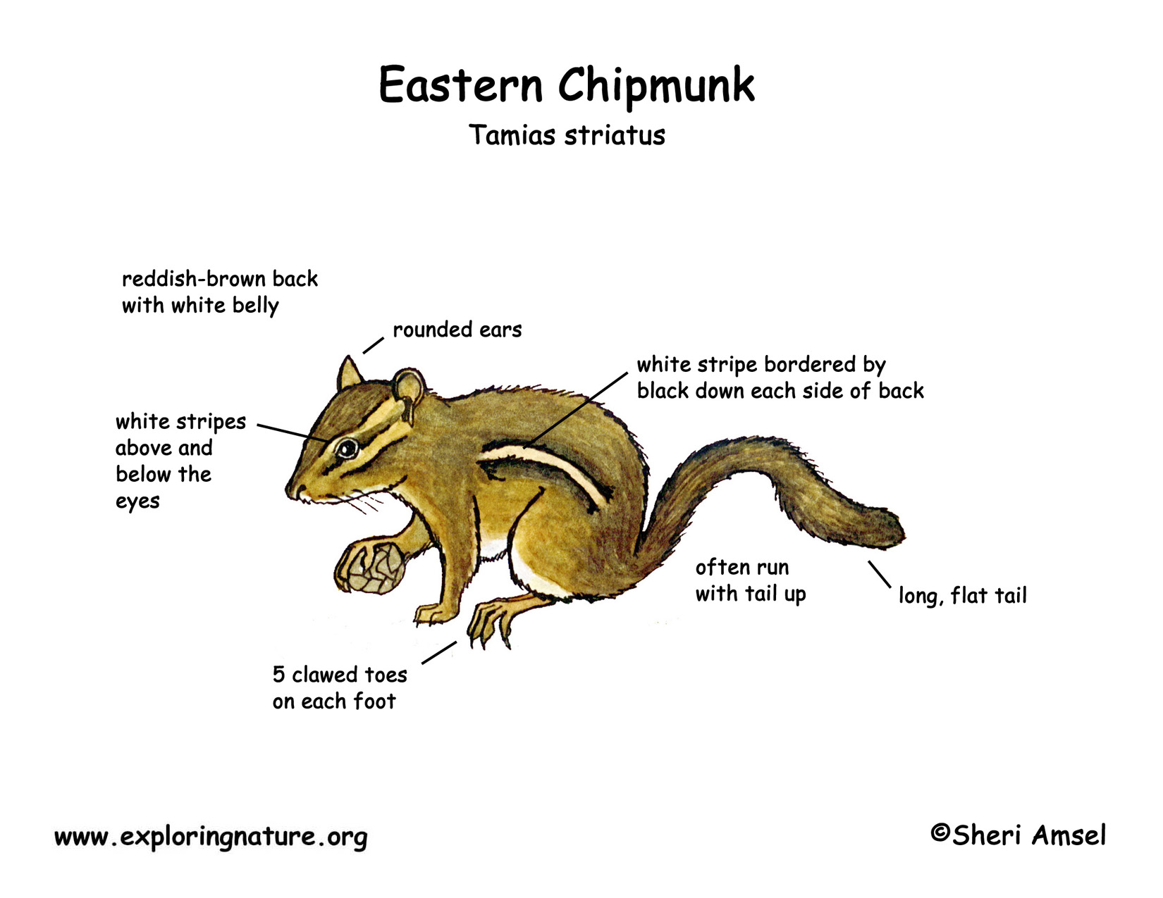 Chipmunk Burrow Diagram