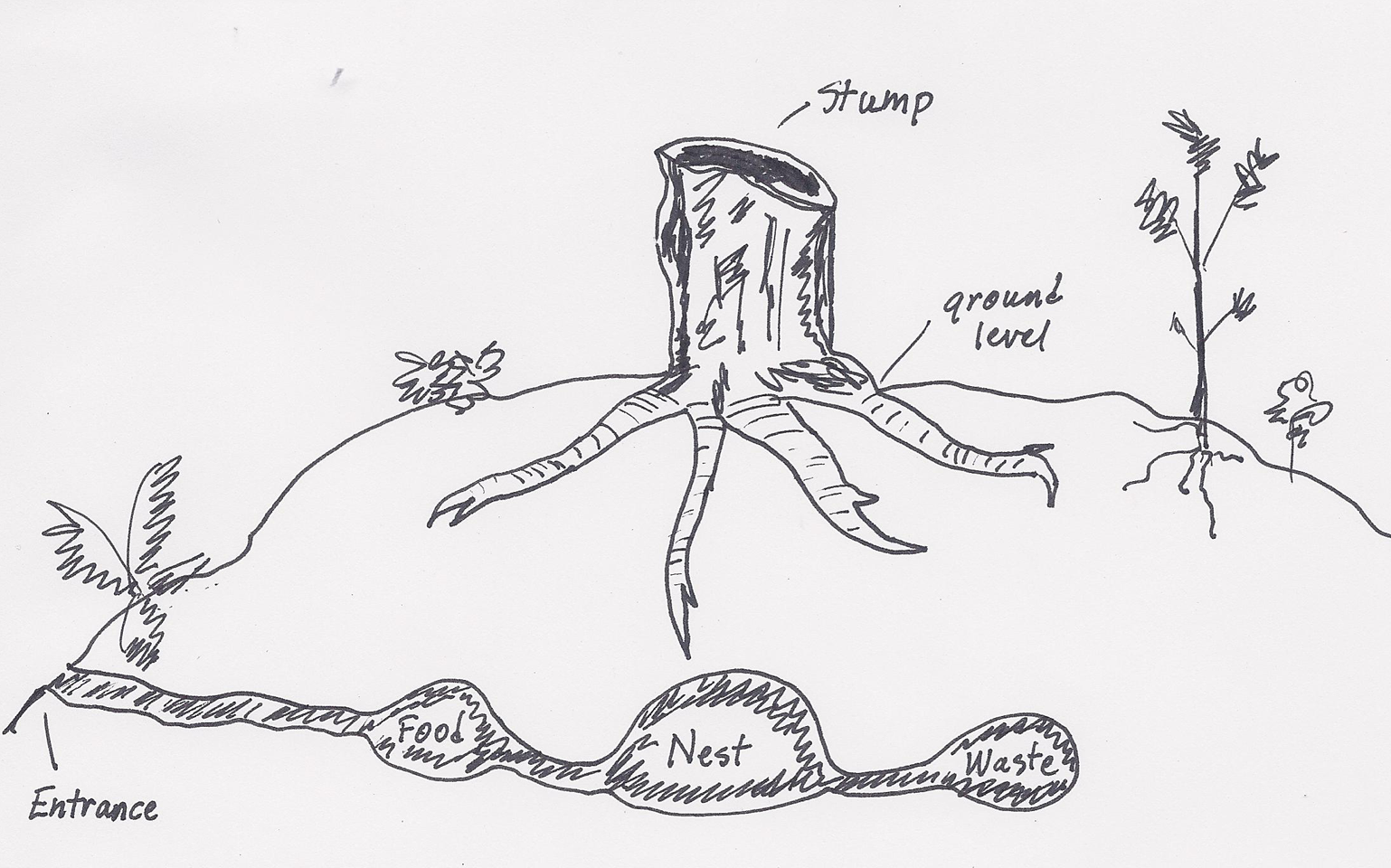 Chipmunk Burrow Diagram