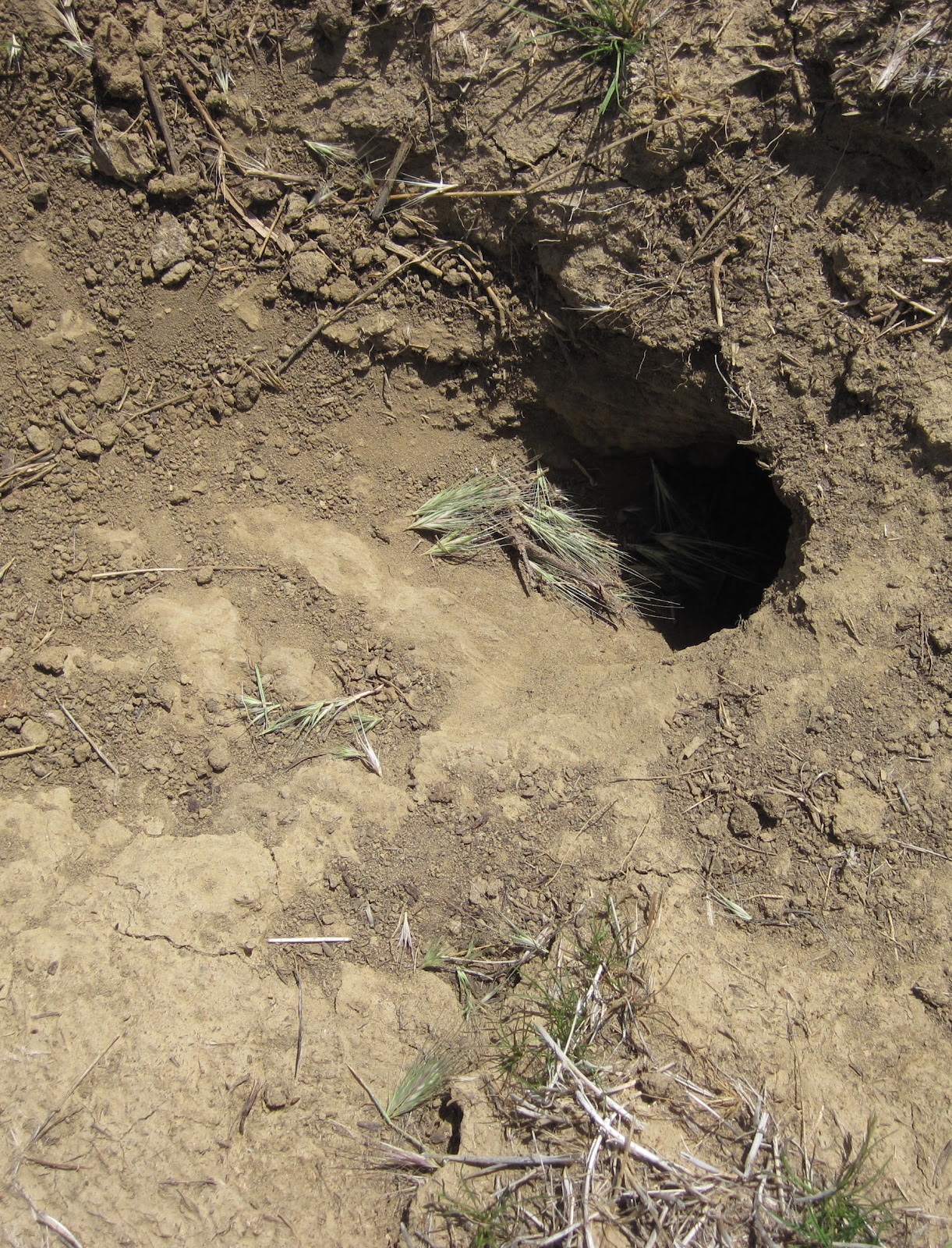 chipmunk burrow diagram