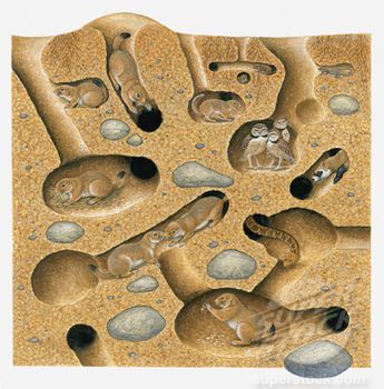 burrow squirrel ground diagram burrowing prairie dog chipmunk burrows owl illustration clipart vole section racerunner cross illustrations system tunnel lined