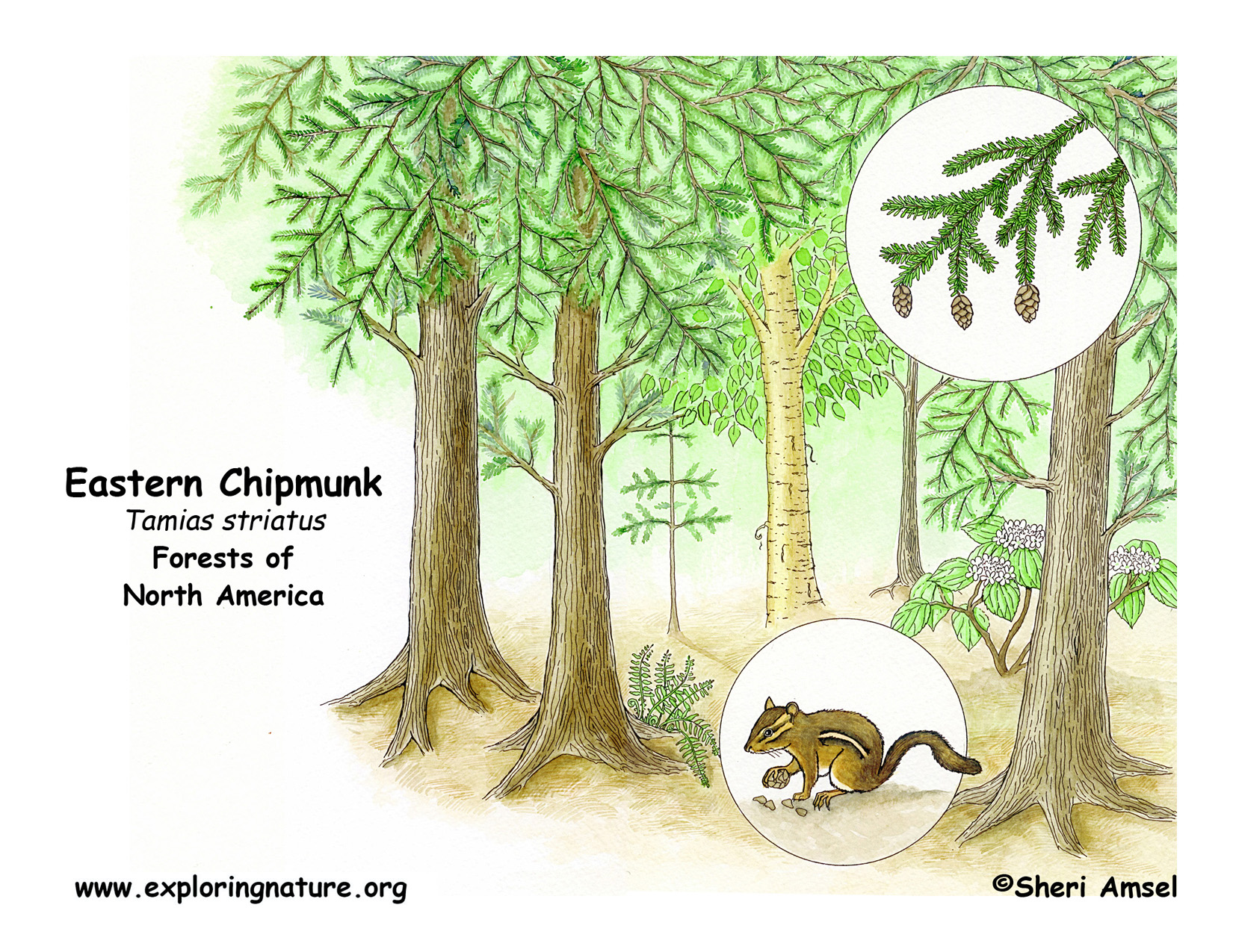 chipmunk den diagram