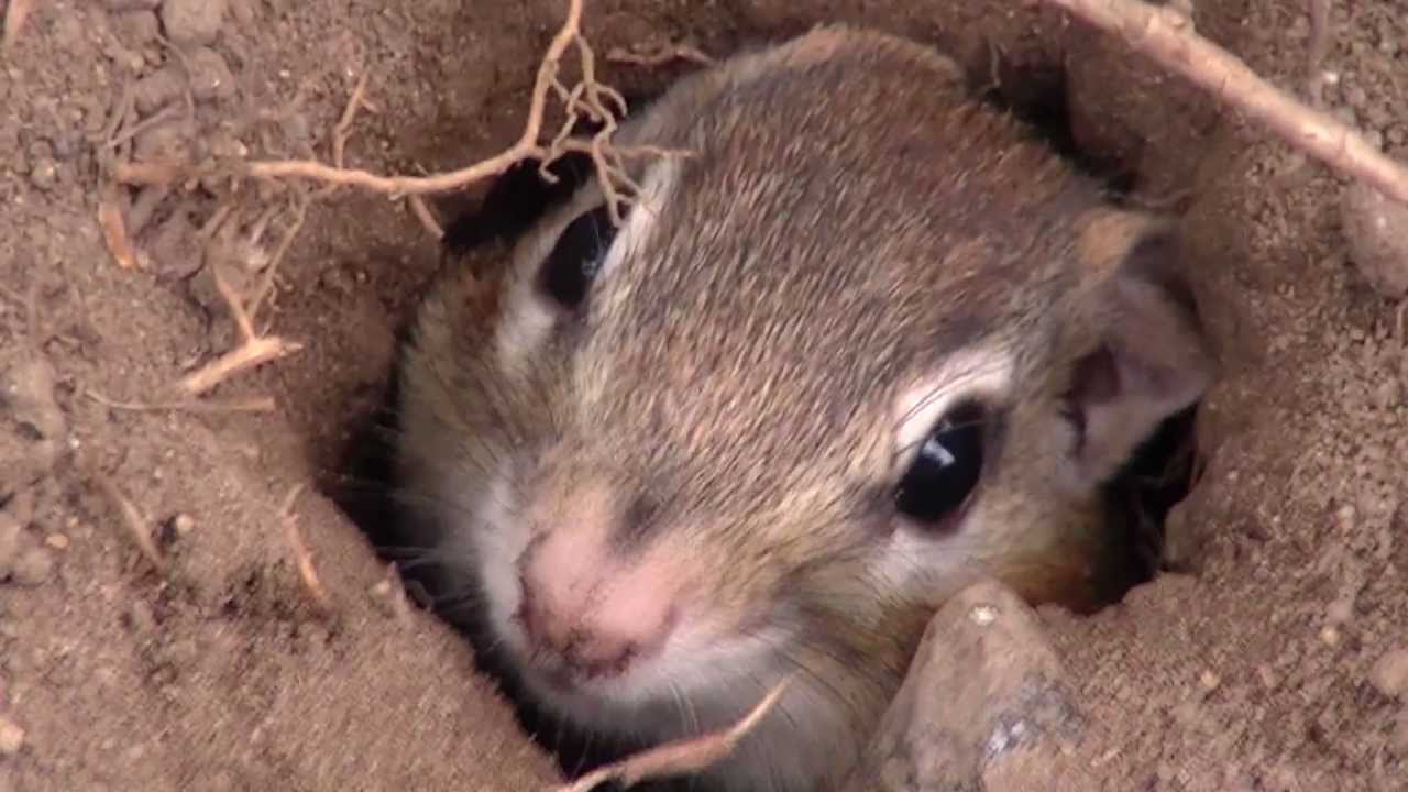 chipmunk den diagram