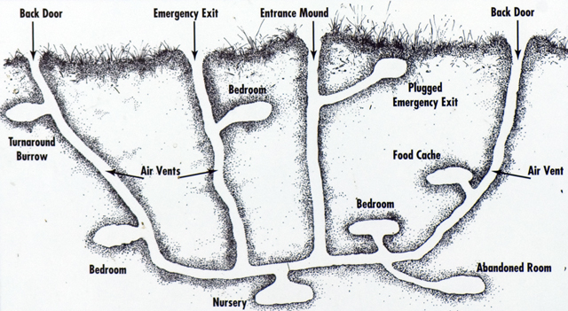 chipmunk den diagram