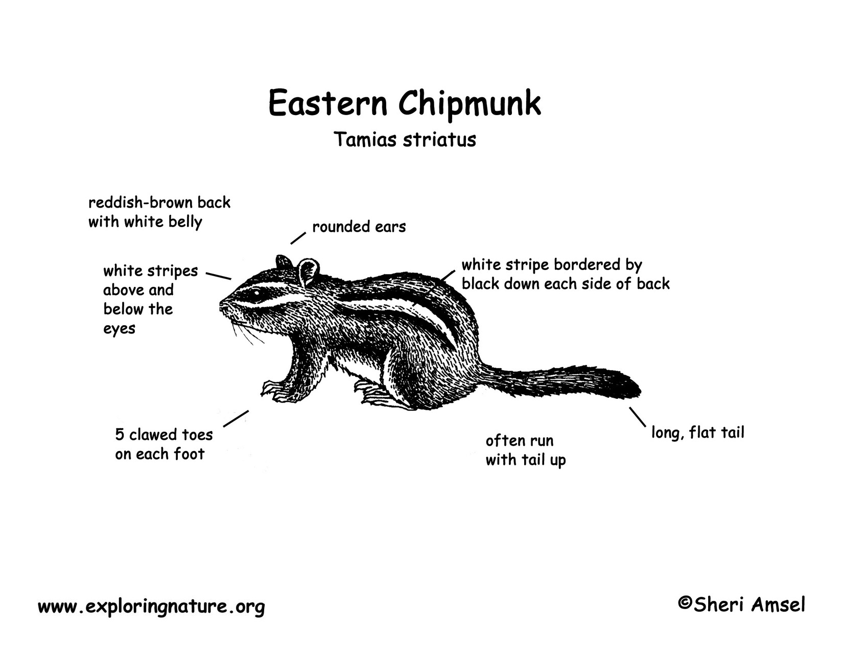 chipmunk den diagram