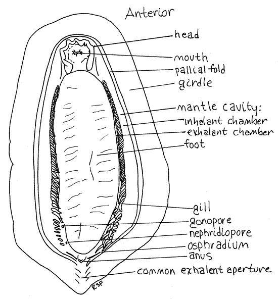 chiton diagram