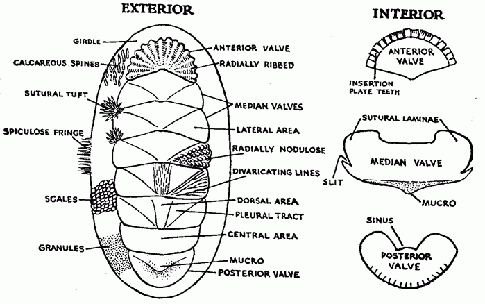 chiton diagram