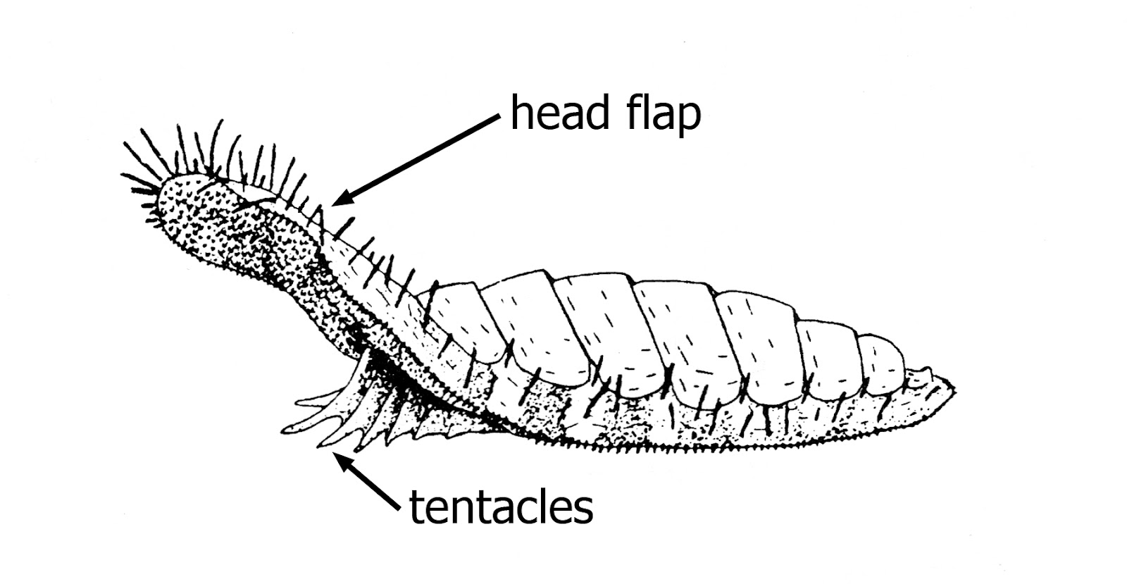 chiton diagram