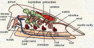 chiton diagram