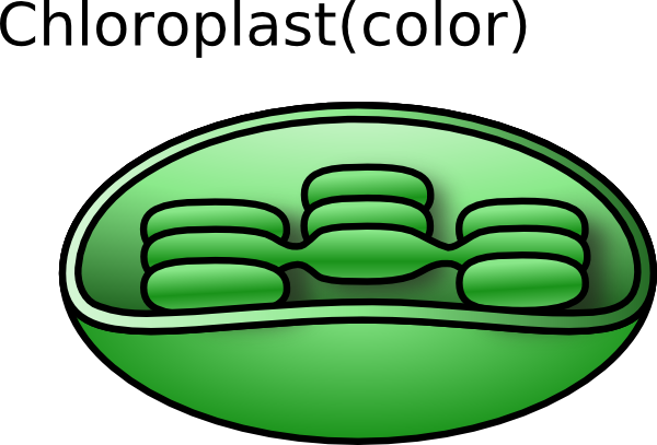 chloroplast diagram unlabeled