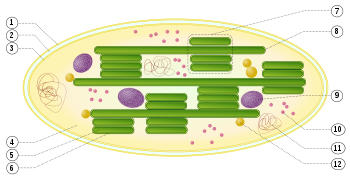 chloroplast diagram unlabeled
