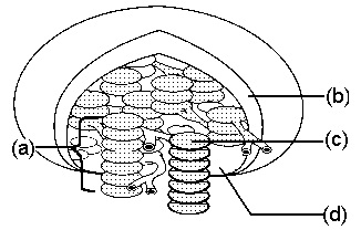 chloroplast diagram worksheet