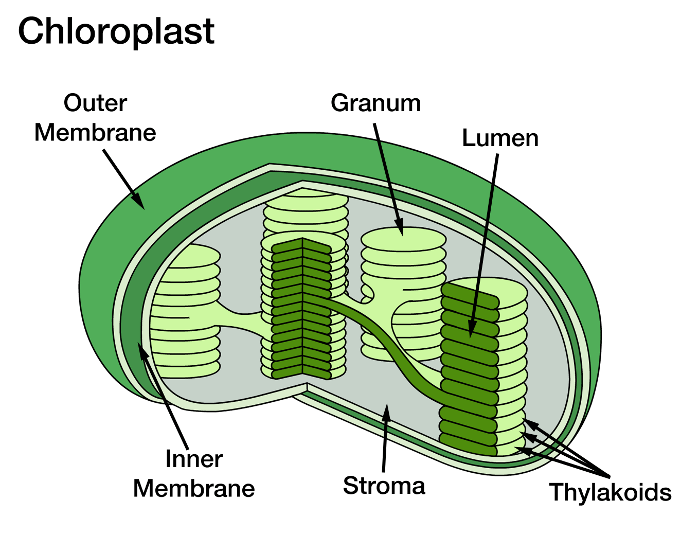 chloroplast diagram worksheet