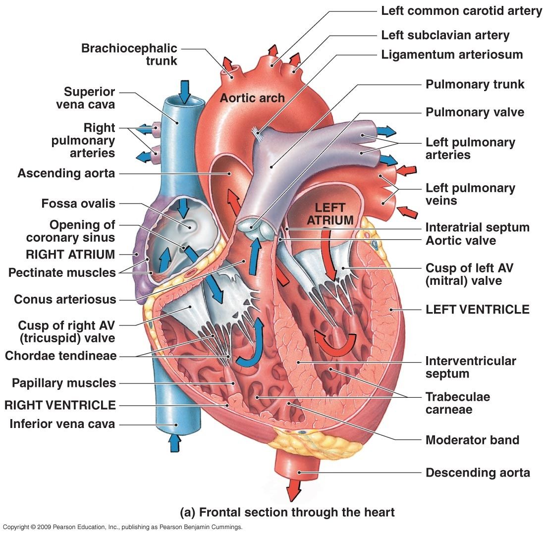 chordae tendineae diagram