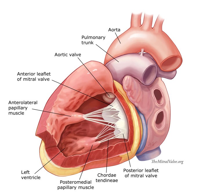 chordae tendineae diagram