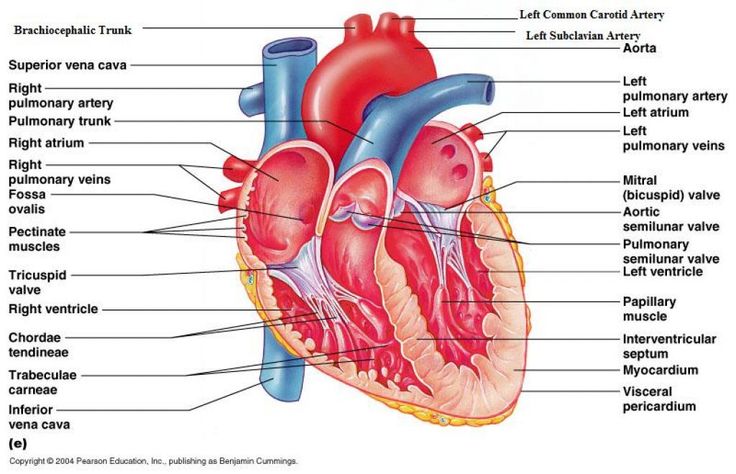 chordae tendineae diagram